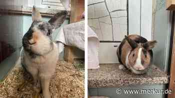 Weil die Besitzer sich getrennt haben: Pumba und Spatzi landen im Tierheim - und suchen ein neues Zuhause