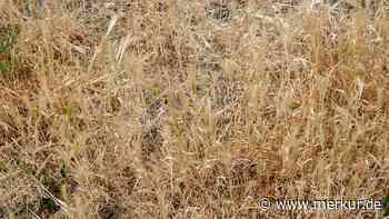 Versorgung mit Trinkwasser gefährdet: Bewässerungsverbot in bayerischer Gemeinde