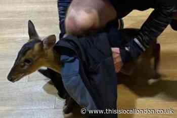 Deer saved after storming into Nuffield Health gym, Romford