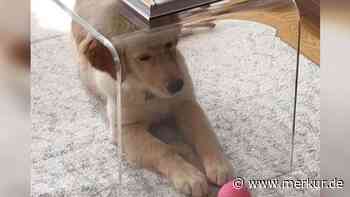 Golden-Retriever-Welpe möchte mit Ball spielen, aber übersieht unsichtbares Hindernis