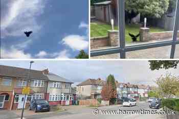 Video shows crow attacks in north London neighbourhood