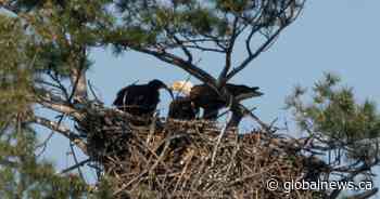 New RBG eaglets named after Ojibwe moniker for ‘bald eagle’