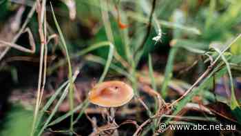 Rules around psychedelics are about to change, and an unsurprising player is entering the market