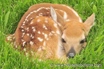 Vancouver Island wildlife group advises public to leave fawns alone