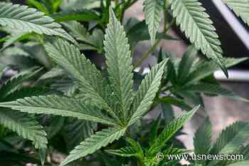 NCAA Committee Recommends Dropping Marijuana From Banned Drug List for Athletes
