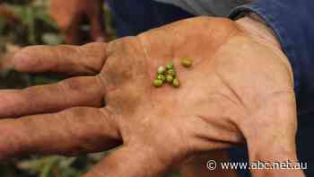 Packing a gram-for-gram protein punch equal to a T-bone steak, demand for this tiny legume is booming