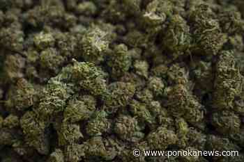 Indigenous kept from economic opportunities from pot legalization: Senate committee