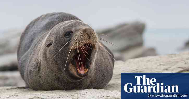 Home invasions and roadblocks: New Zealand on alert as ‘seal silly season’ begins