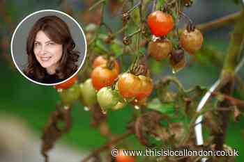 A hosepipe ban ruined Shelley-Anne Salisbury's tomatoes