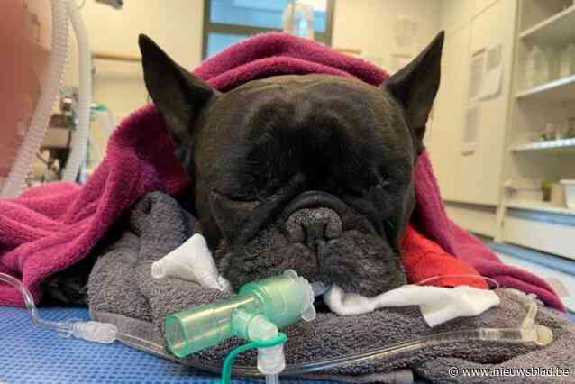 Baasjes dienen klacht in tegen petsitter nadat hond overlijdt: “Combinatie van warmte en te strak tuigje is Eddie fataal geworden”