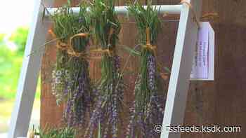 Calling all lavender lovers! This Edwardsville farm has everything you could want