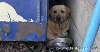 Labrador rescued from small space after getting itself stuck