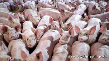 Tierhaltungs-Label: Warum Özdemirs Erfolg nur ein erster Schritt sein kann