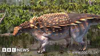 Isle of Wight: New dinosaur species discovered