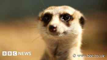 Five meerkats dead in suspected dye poisoning at Philadelphia Zoo