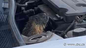 Have a marmot in your engine? It's more common than you might think