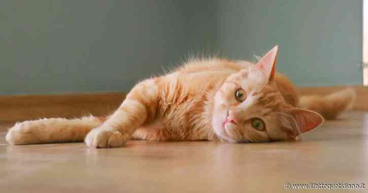 Gattina affamata entra in un bar karaoke, i proprietari la nutrono e lei torna di nuovo ma non da sola: la storia ha un bel finale