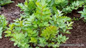 Drei Fehler, die Sie beim Anbau von Maggikraut vermeiden sollten