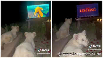 Löwenbabys sehen zum ersten Mal „König der Löwen“ - Süßes Video verzaubert das Netz