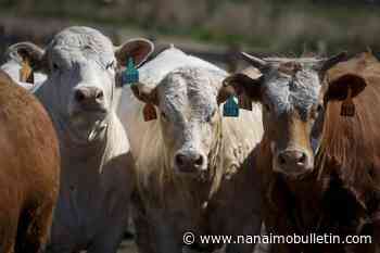 Taiwan opens doors to more Canadian beef 20 years after mad cow disease