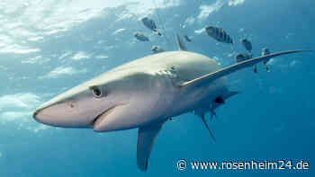 Hai vor der Küste Spaniens: Video zeigt Raubtier im Badebereich mitten unter Menschen