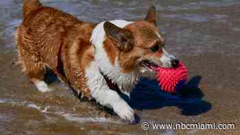 See where 4 Florida cities rank among the pet-friendliest to find an apartment in the U.S., according to a study