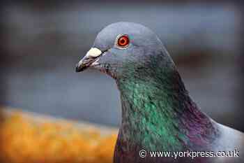 Boy punches pigeon to death in 'sickening' video filmed in Barlby