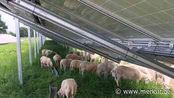 „Schafe statt Maschinen“: Grünen-Stadtrat pocht auf tierische Mahd unter PV-Anlage