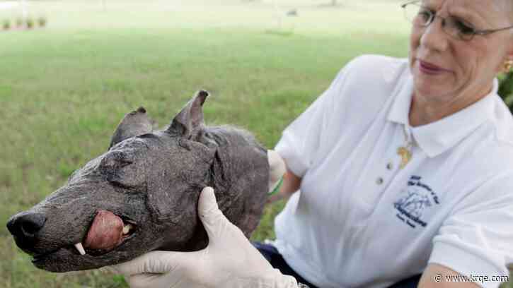 What to do if you see a 'chupacabra' in Texas this summer