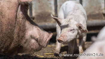 Transparenz für Verbraucher: Bundestag beschließt staatliches Tierhaltungslogo für Fleisch