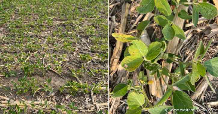 Republican Senator Posts Photos of an Iowa Field - Everything Looks Fine Until He Shows Close-Up of Plants
