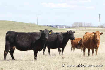 Recent rain may not be enough to halt the shrinking of Canada’s cattle herd