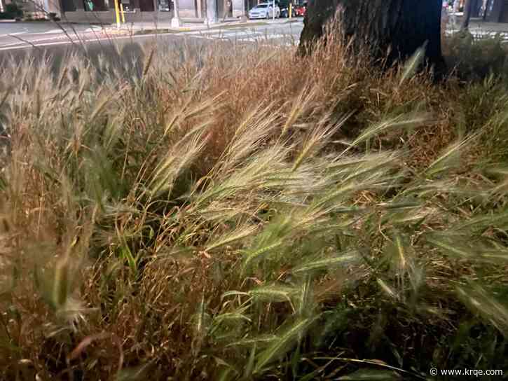 Veterinarian explains why pet owners should beware of foxtail grass