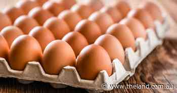 Bill to ban battery cages in NSW will soon be debated