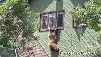 WATCH: Bear dangles from window of Colorado home