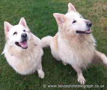 Misty and Beau have been at Bleakholt since February