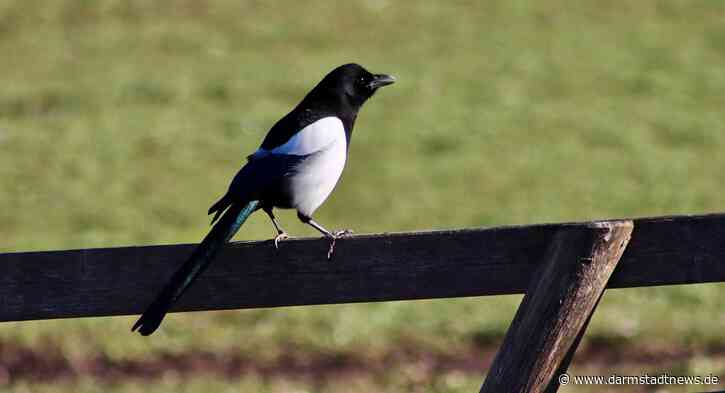 Wissenschaftsstadt Darmstadt bietet Führung im Herrngarten zur Biodiversität im historischen Park an