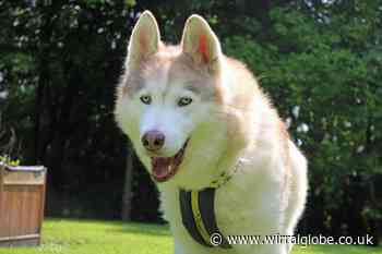 Wirral Globe dog of the week: 'Gentle giant' Blue needs you