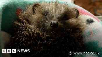 Looking after hedgehogs in the hot weather