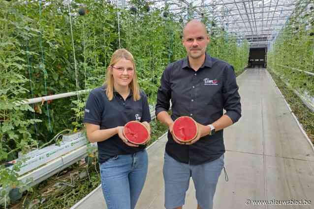 Tomeco verdubbelt productie van Belgische miniwatermeloenen : “We rekenen dit jaar op 140.000 stuks”
