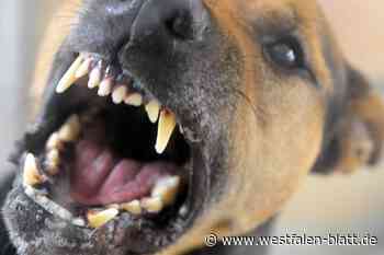 Hund beißt zwei Menschen: Polizei erschießt Rüden