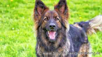 Schäferhund reißt in Salzgitter aus und beißt Nachbarn