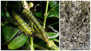Starker Befall von Buchsbaumzünslern dieses Jahr: So könnt Ihr Eure Pflanzen retten