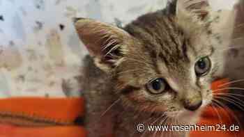 Kleiner Kater nach Fahrt von Ungarn nach Österreich im Motorraum entdeckt