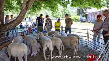 Andrang in Wildberg: Alles dreht sich um Schafe und Wolle
