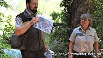 Revierförster informiert: In Bad Herrenalb werden einige Riesen gefällt