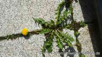 Warum es sinnvoll sein könnte, Unkraut stehen zu lassen
