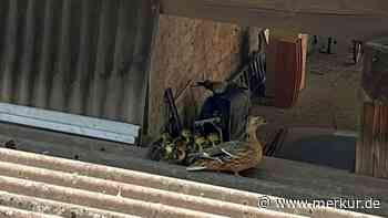 Neun Entenküken gerettet: Feuerwehr bringt hilflose Küken zum Bach