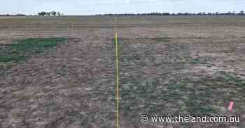 Poor weed control commonly not due to herbicide resistance