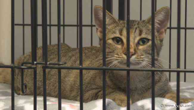 Texas legalizes statewide trap-neuter-return programs for cats